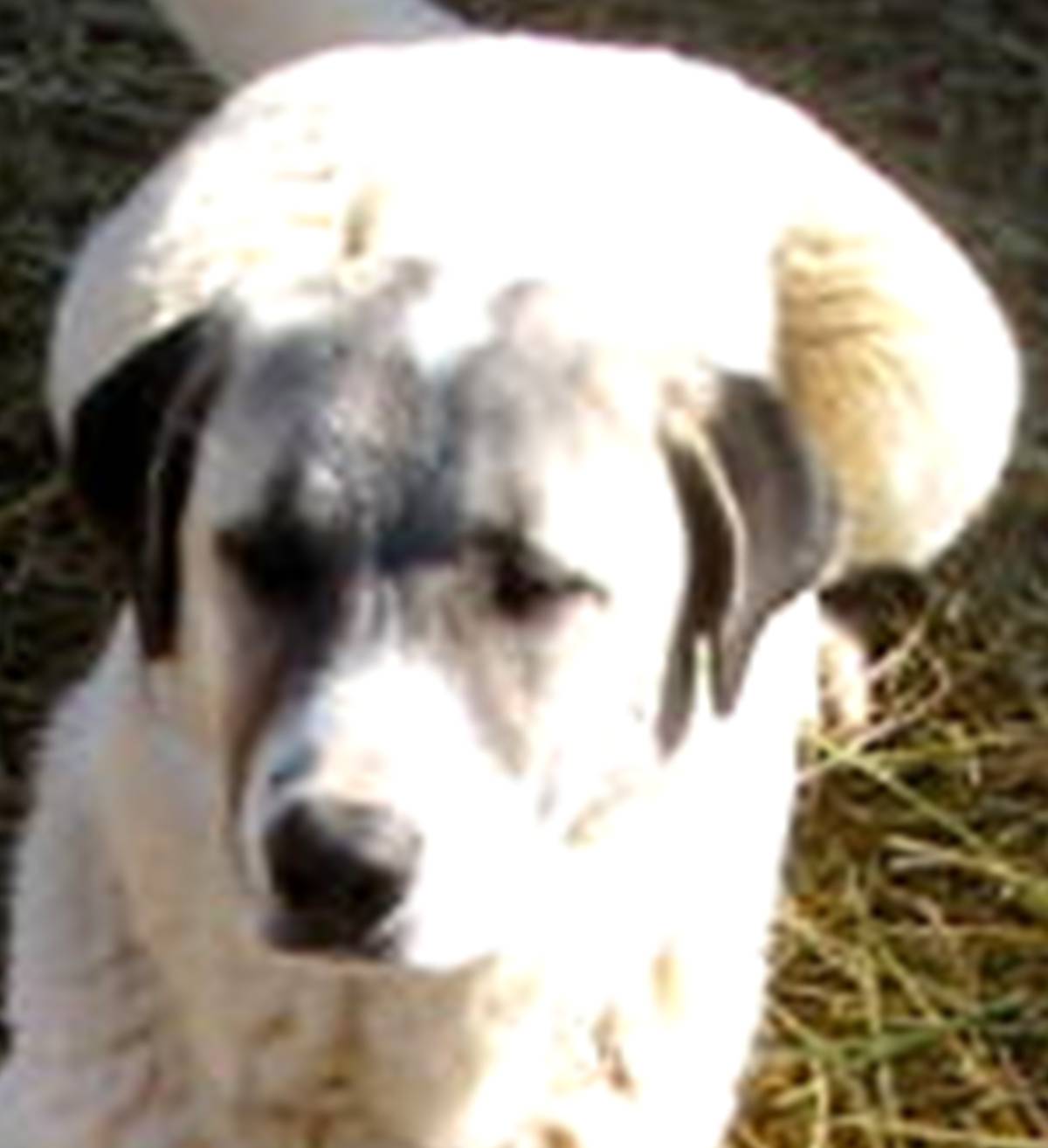 Anatolian Shepherd Dog - Coyote Bouncer Shear Perfection Ranch Anatolian Shepherd Dog - Coyote Bouncer
