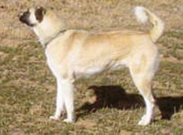 Anatolian Shepherd Dog - Guardian Angel Shear Perfection Ranch Anatolian Shepherd Dog - Guardian Angel