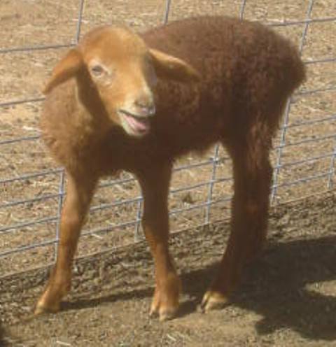 California Red Sheep ram lamb - Jess' Buggin' Ewes